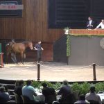 Gran Venta selecta Haras Abolengo y Haras Vacación